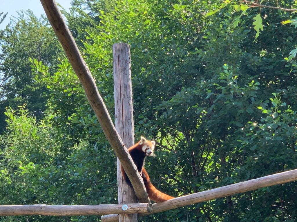 gradina zoologica brasov zoo panda rosu iarna temperaturi scazute