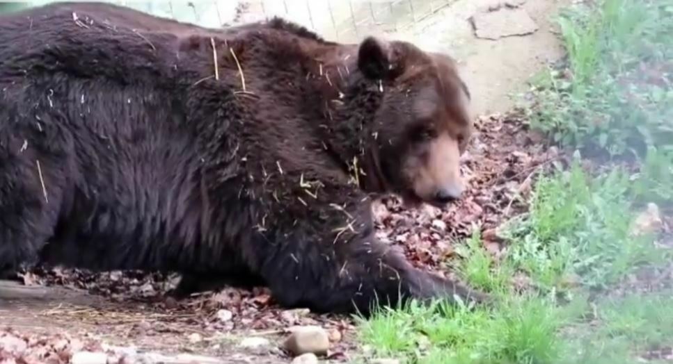 VIDEO Ursul Bolik din Ucraina a pășit pentru prima dată pe iarbă la Libearty Zărnești, după 15 ani în care a stat închis într-un spațiu mic și betonat