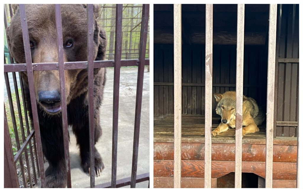 FOTO Nouă operațiune de salvare: Ursul Balik și lupoaica Elza din Ucraina se află în drum spre Sanctuarul de Urși Libearty din Zărnești. Convoiul a plecat din Cernăuți