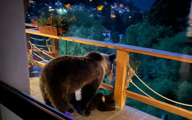 O ursoaică și puiul ei, „musafiri de seară” pe terasa City managerului din Sinaia. Marian Panait a sunat la 112