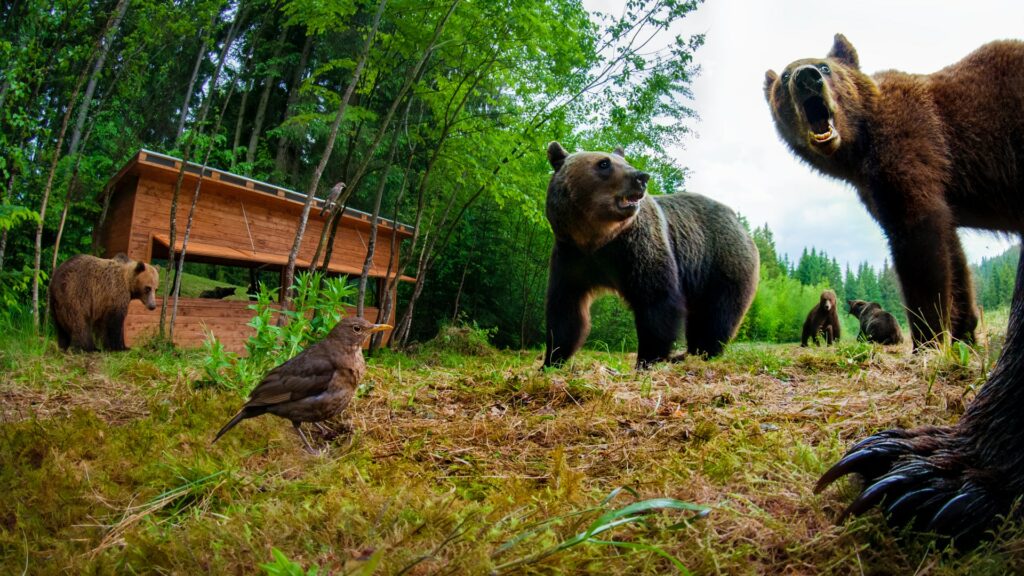 Pagubele făcute de urși și lupi în județul Brașov, evaluate la 200 de mii de lei  
