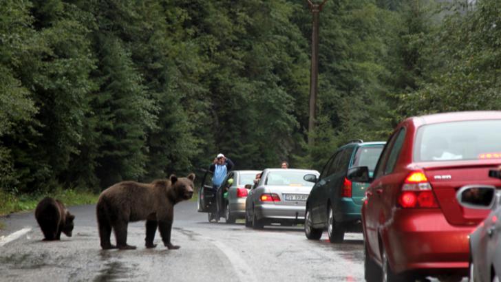 Jandarmii au avut 6 „goane” de urși, într-o singură zi, în județul Harghita