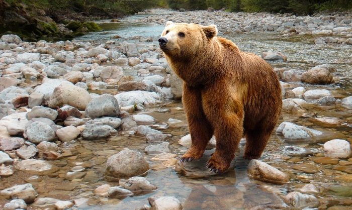 Din 18 aprilie, Agenția de Mediu va număra „sălbăticiunile” din pădurile Brașovului: Specialiștii vor să afle câte exemplare de urs, lup, râs și pisică sălbatică are județul nostru