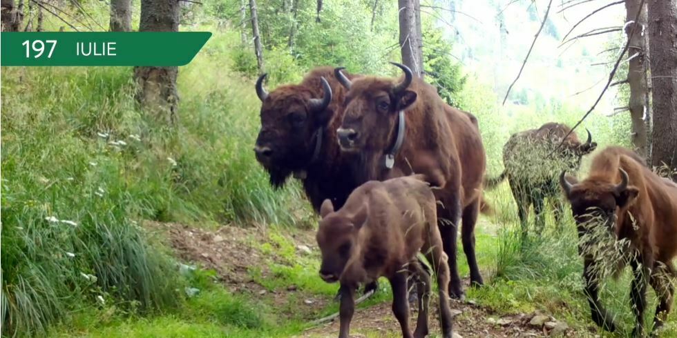 VIDEO Imagini spectaculoase cu zeci de animale, filmate timp de un an, în Munții Făgăraș 