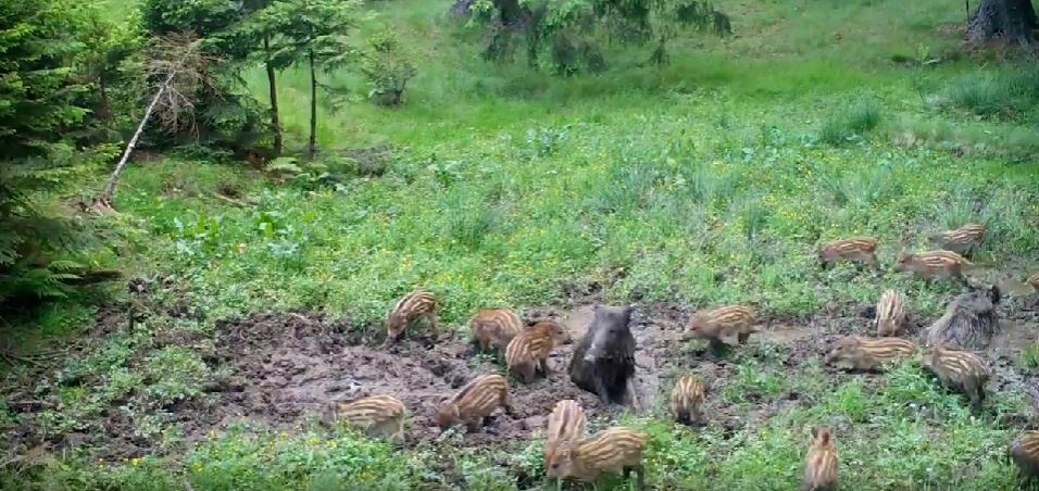 VIDEO Imagini inedite cu zeci de godaci care învață să facă baie în nămol de la mistreții cu experiență, într-o pădure din Parcul Național Piatra Craiului