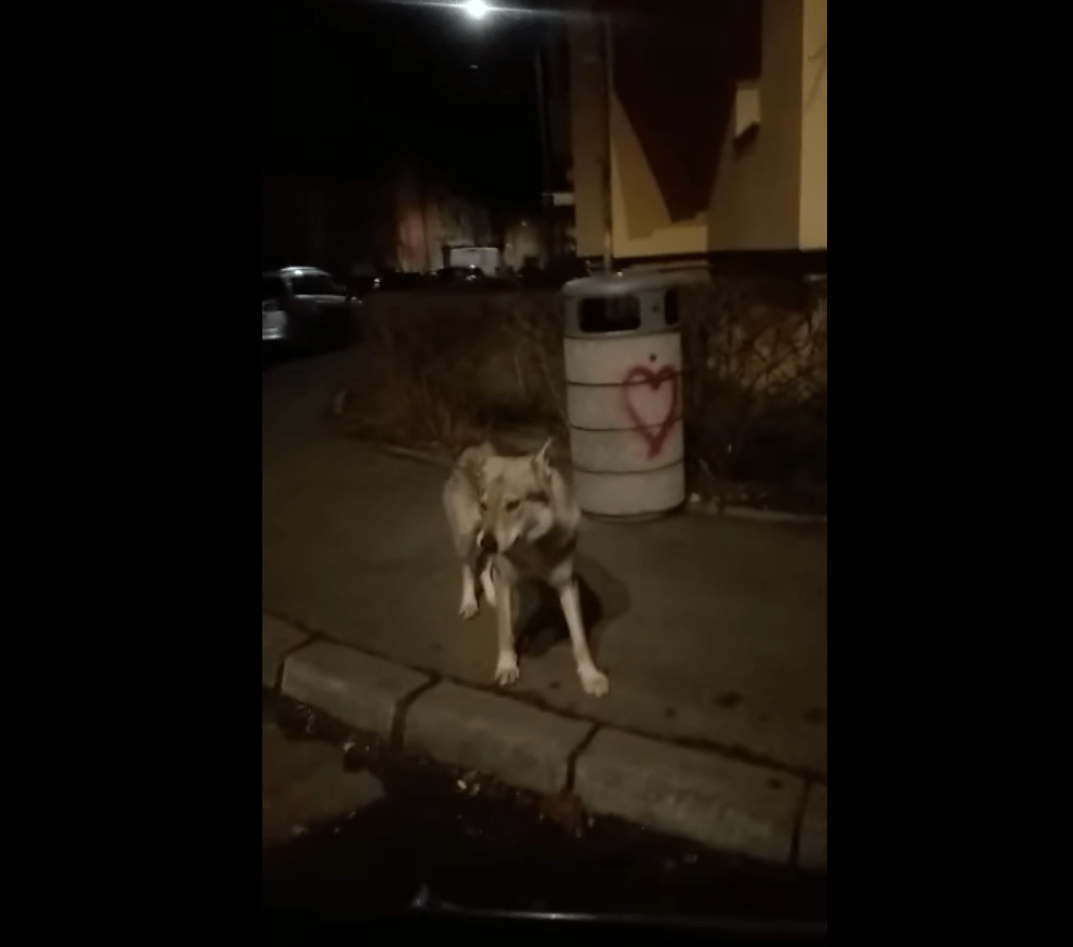 Un câine cu „blană de lup” a băgat spaima în râșnoveni￼
