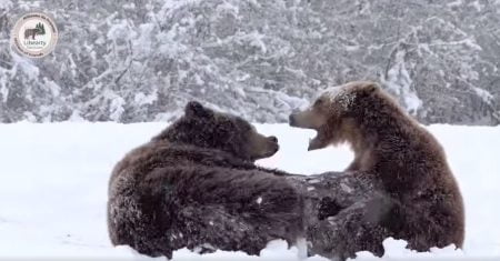 VIDEO Ajută urșii de la Sanctuarul Libearty din Zărnești în mod gratuit! Până pe 25 mai, poți alege să redirecționezi 3,5% din impozitul tău anual către AMP
