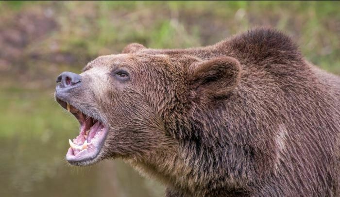 Un cioban sfâșiat de urs va primi despăgubiri de 100.000 de lei. Ministerul Mediului e bun de plată