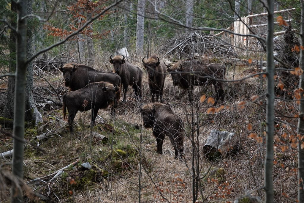 12 zimbri vor pleca în Munții Făgăraș, dintr-un nou punct de reintroducere, aflat în zona Dobroneagu, comuna Nucșoara. Exemplarele vor fi eliberate în această primăvară