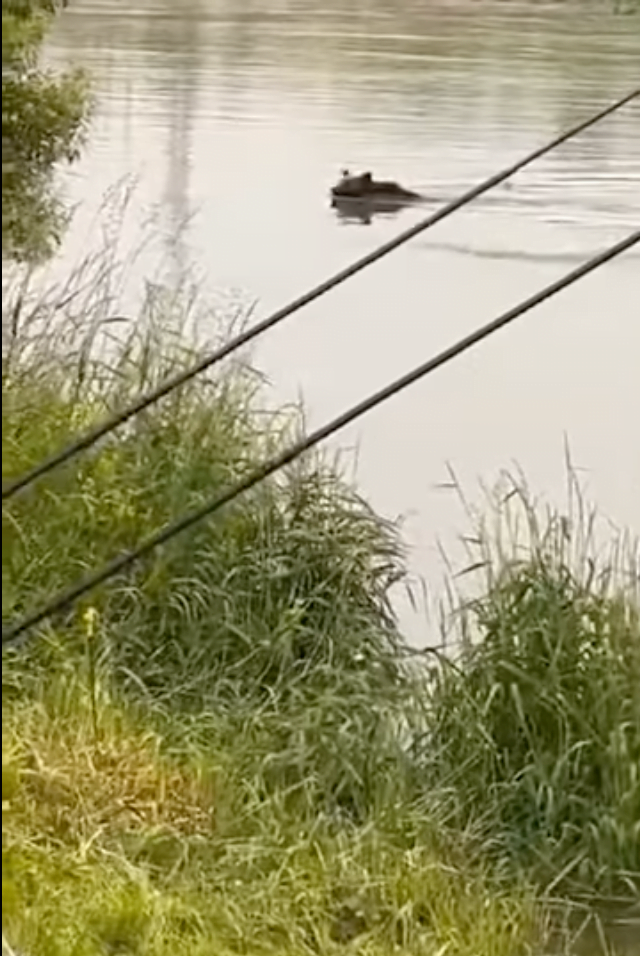 VIDEO Urs surprins la „scăldat” pe Olt, chiar lângă un grup de pescari