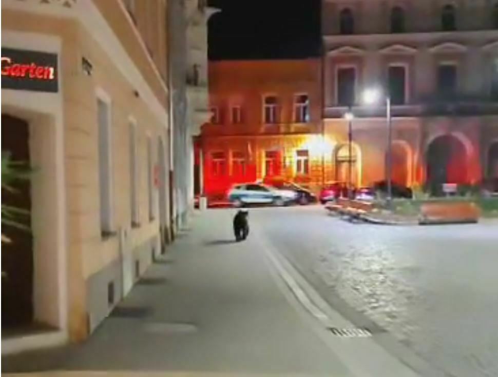 VIDEO : Urs în vârstă de aproximativ 3 ani, capturat azi noapte în Bastionul Țesătorilor. Este al 17-lea animal capturat și relocat din Brașov, în ultimii 2 ani 
