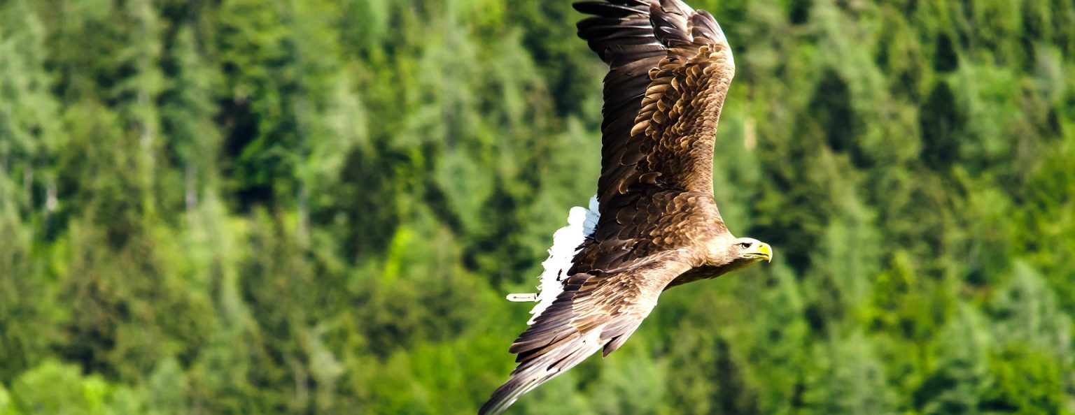 După zimbri și castori, și vulturii vor fi readuși în Munții Făgăraș