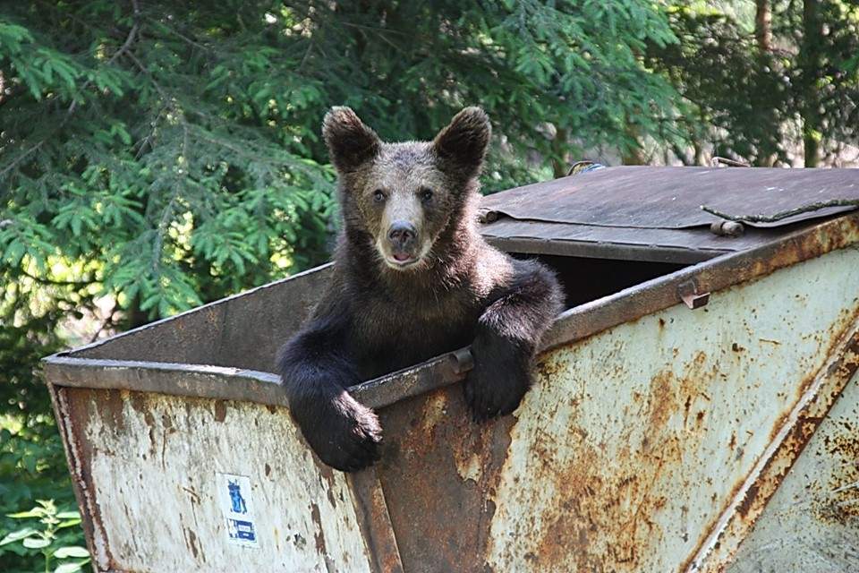 22 de români au fost omorâți de urși din 2016, când a fost interzisă vânarea lor și până în 2022. S-a încercat „exportul” animalelor, dar nimeni nu a fost interesat