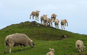 O turmă de oi a mâncat sute de kilograme de cannabis în Grecia: „Săreau mai sus decât caprele”
