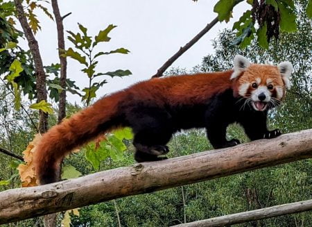 Una dintre speciile de animale cele mai îndrăgite de copii, dar aflate în pericol de dispariție este panda roșu: Ce au aflat micuții care au vizitat Zoo Brașov, cu ocazia „Zilei Internaționale Panda Roșu”